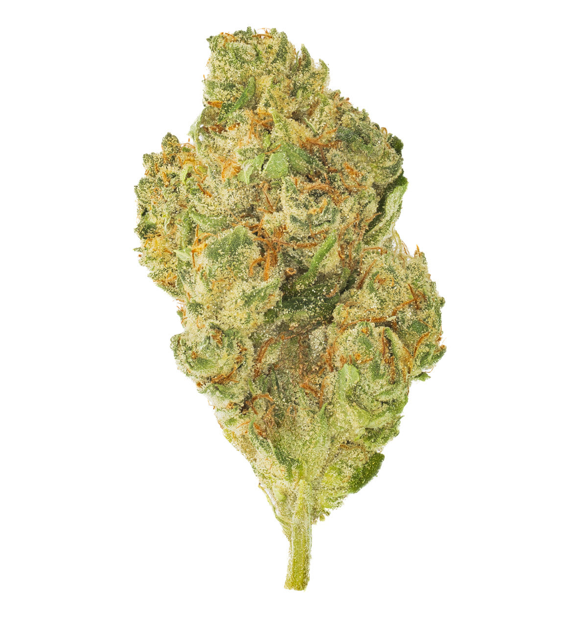 Mediora Minis – Rexara